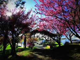 Guarapuava onde comer