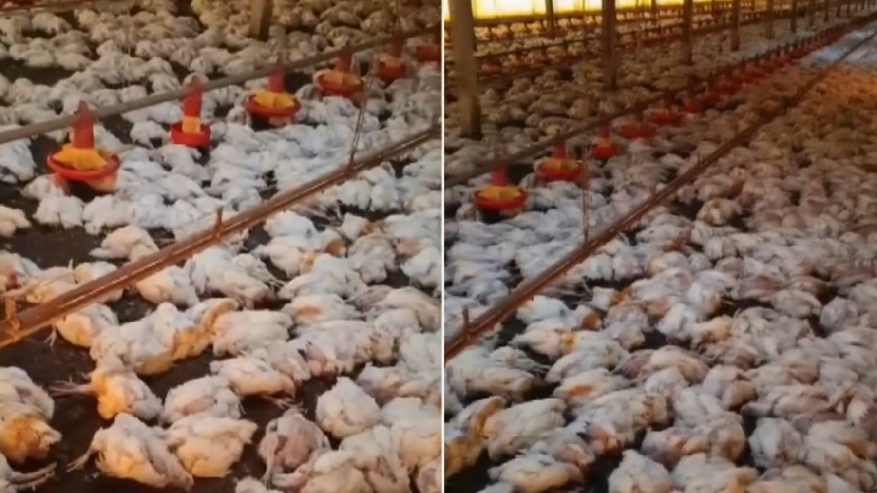 foto Not&iacute;cia Guarapuava