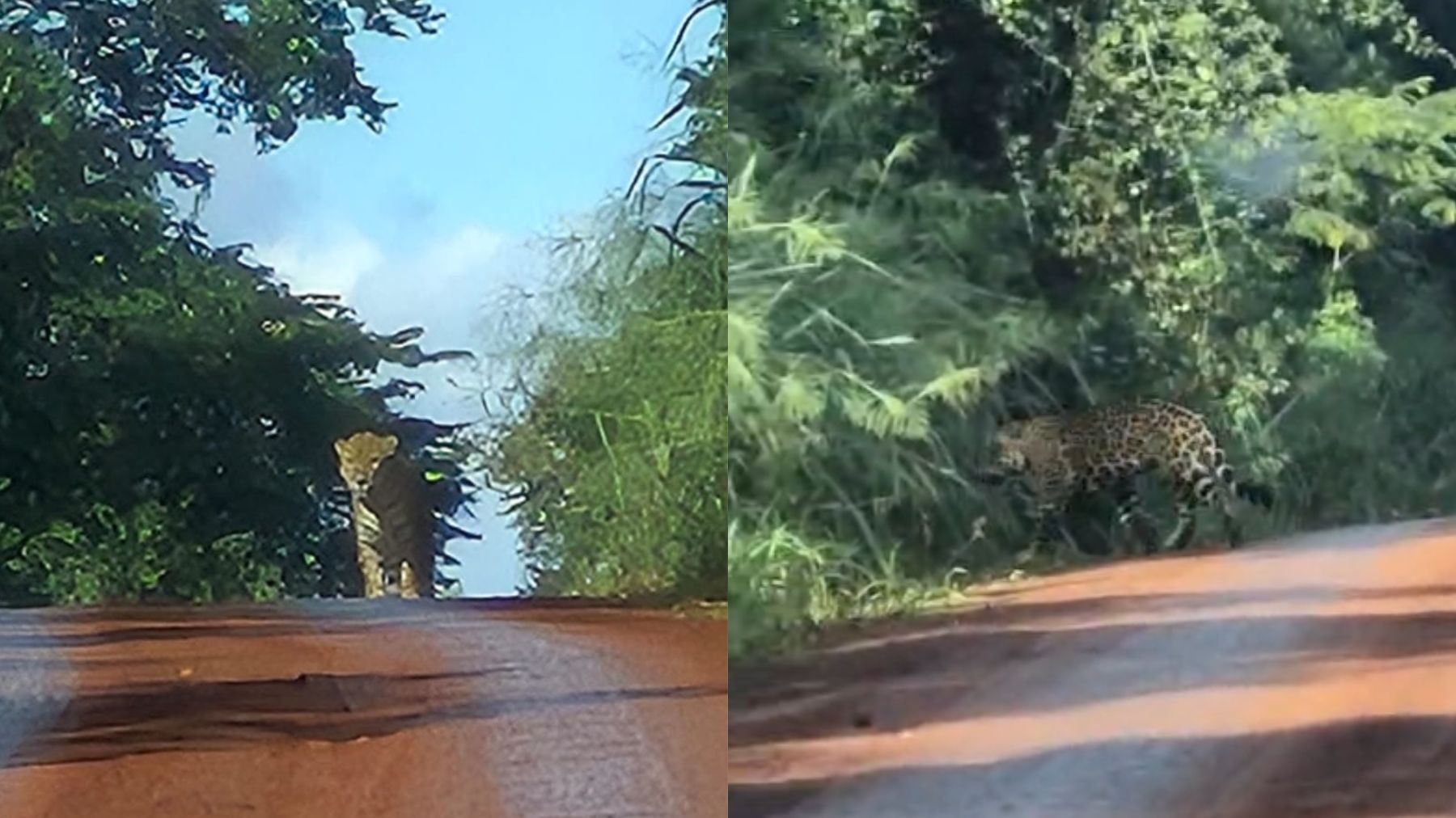 foto Not&iacute;cia Guarapuava